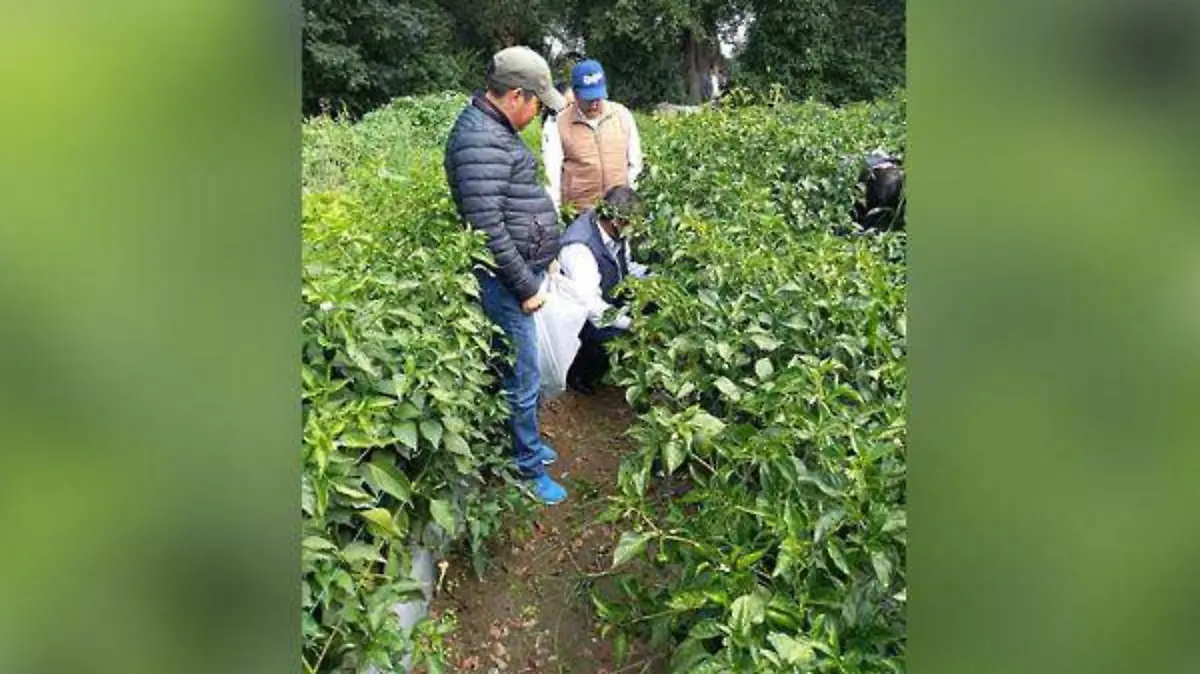 chile poblano